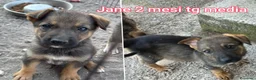 Meticcio cani in regalo: TROPPI CUCCIOLI SOLI IN RIFUGIO  a Provincia di Verona - Annuncio 4