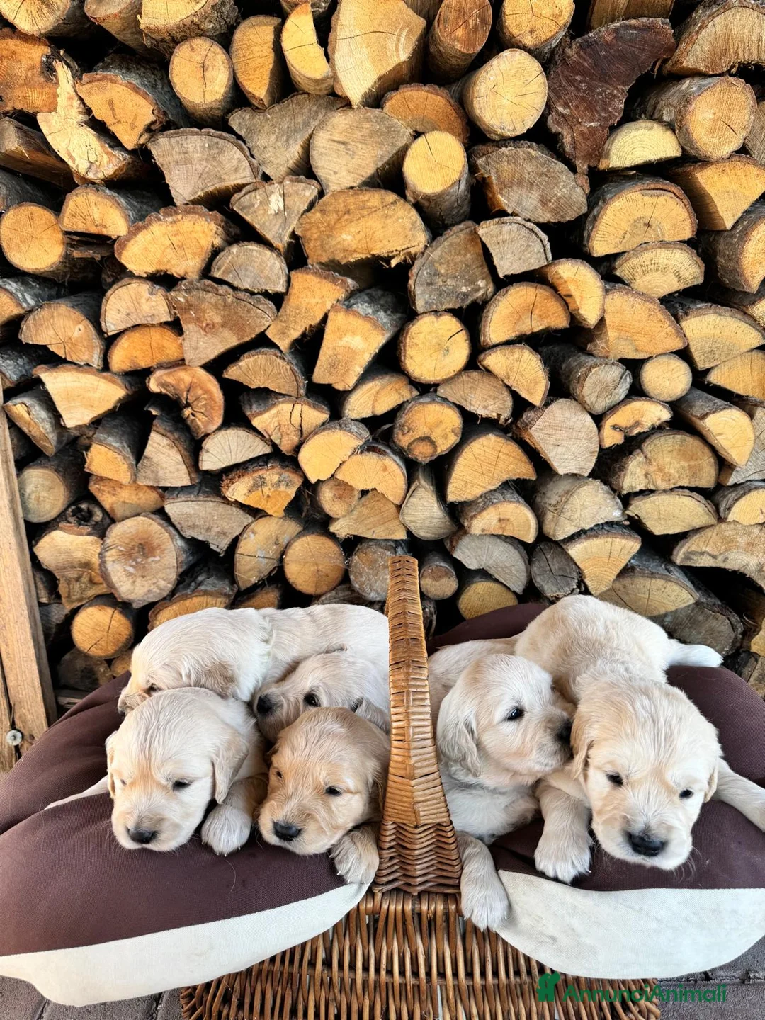 Golden Retriever cani in vendita: CUCCIOLI DI GOLDEN RETRIEVER DISPONIBILI  - Annuncio 2