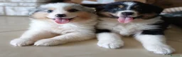 Australian Shepherd cani in vendita: Australian Shepherd/pastori australiani cuccioli a Città metropolitana di Milano - Annuncio 2