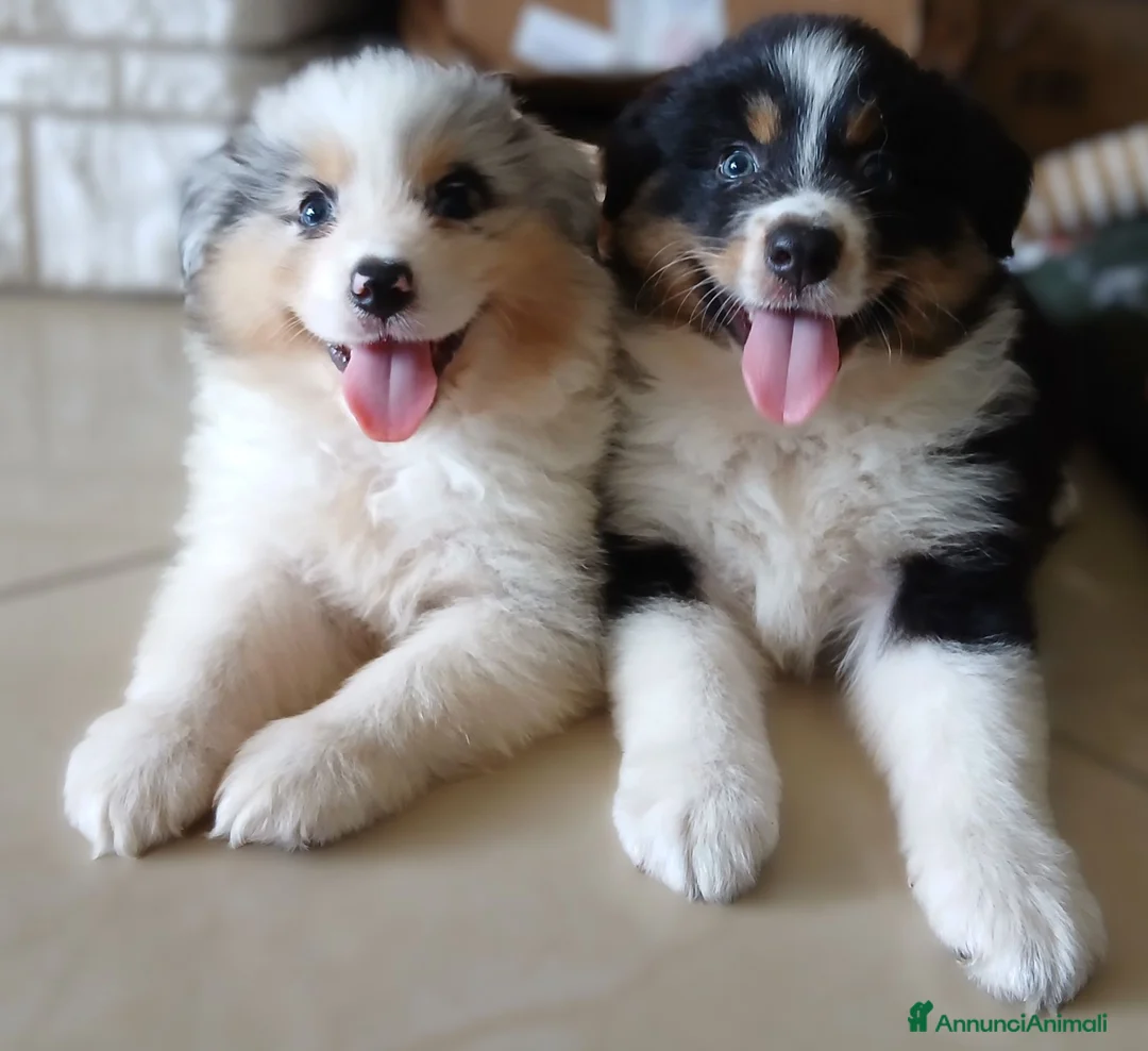 Australian Shepherd cani in vendita: Australian Shepherd/pastori australiani cuccioli a Città metropolitana di Milano - Annuncio 2