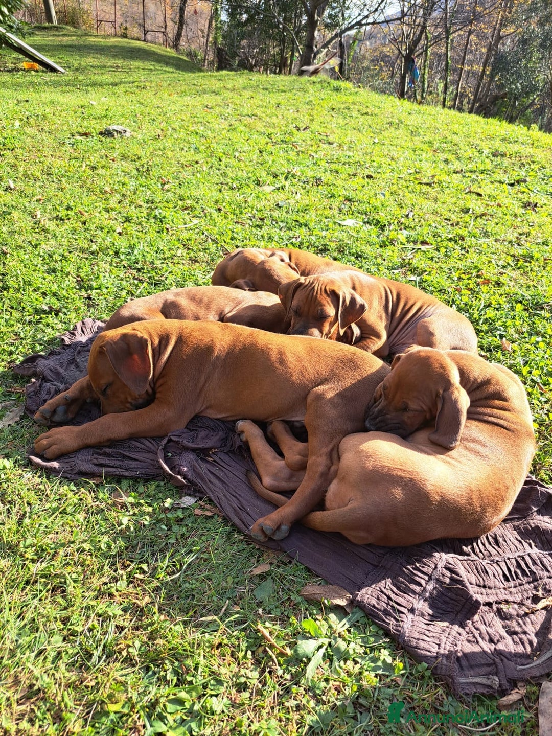 Rhodesian Ridgeback cani in vendita: Rhodesian Ridgeback cuccioli  - Annuncio 5