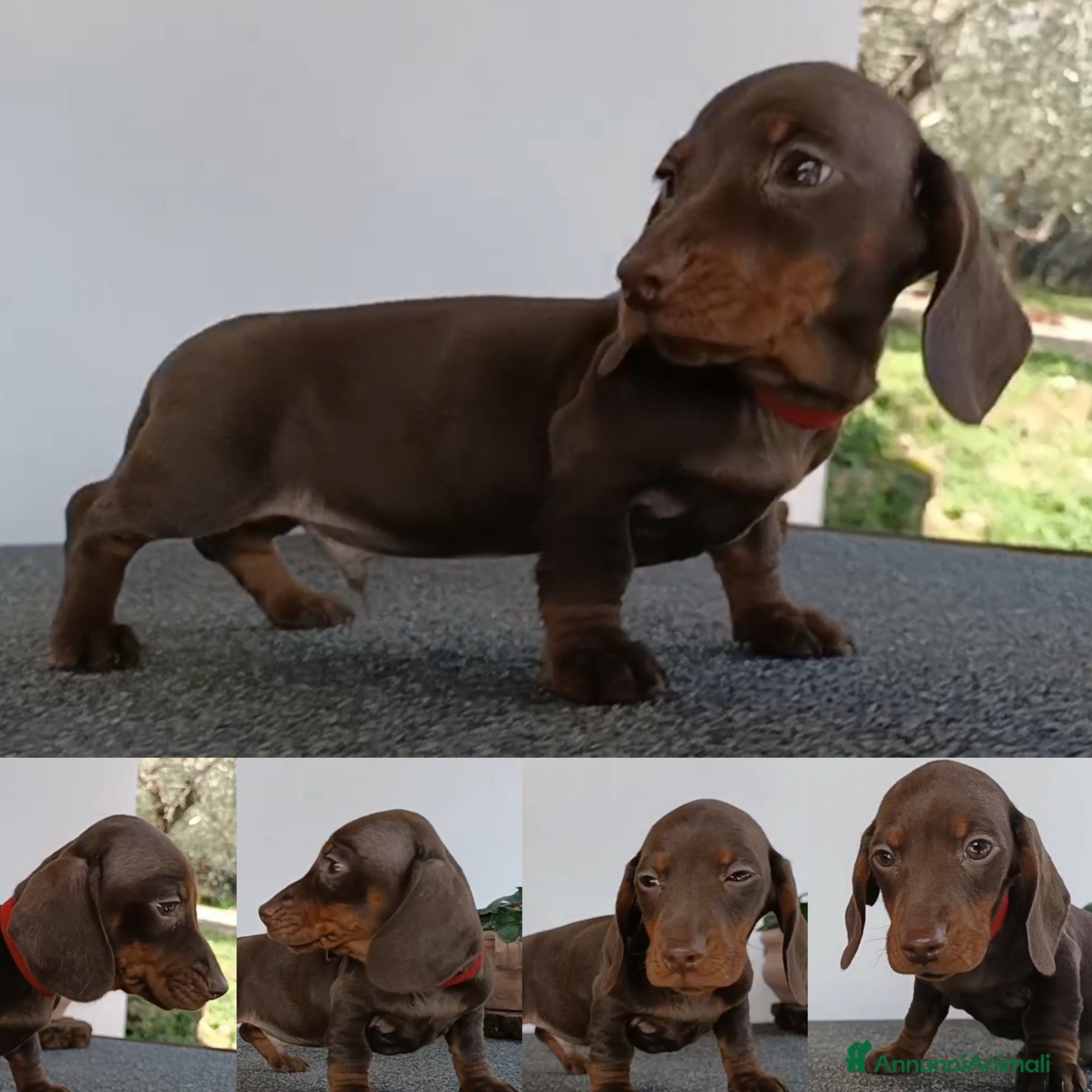 Bassotto cani Bassotto con Pedigree.  - Annuncio 6