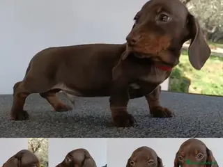 Bassotto cani Bassotto con Pedigree. - Annuncio 6