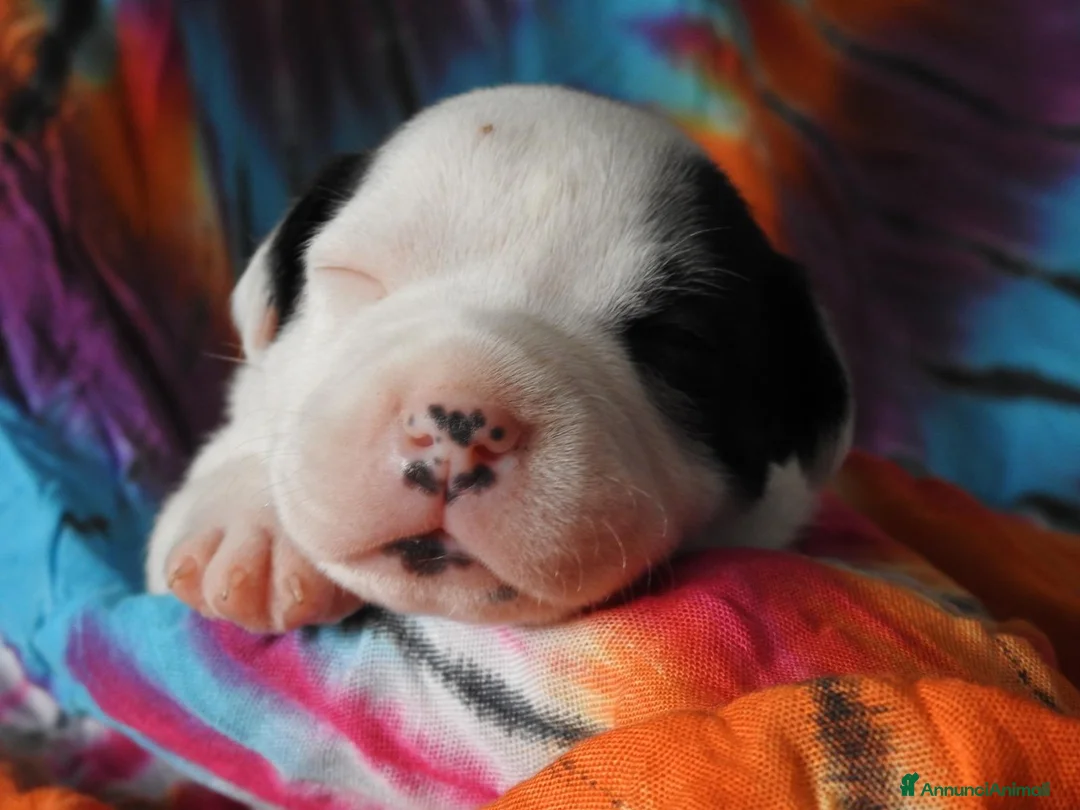 Staffordshire cani in vendita: Staffordshire bull terrier  - Annuncio 1