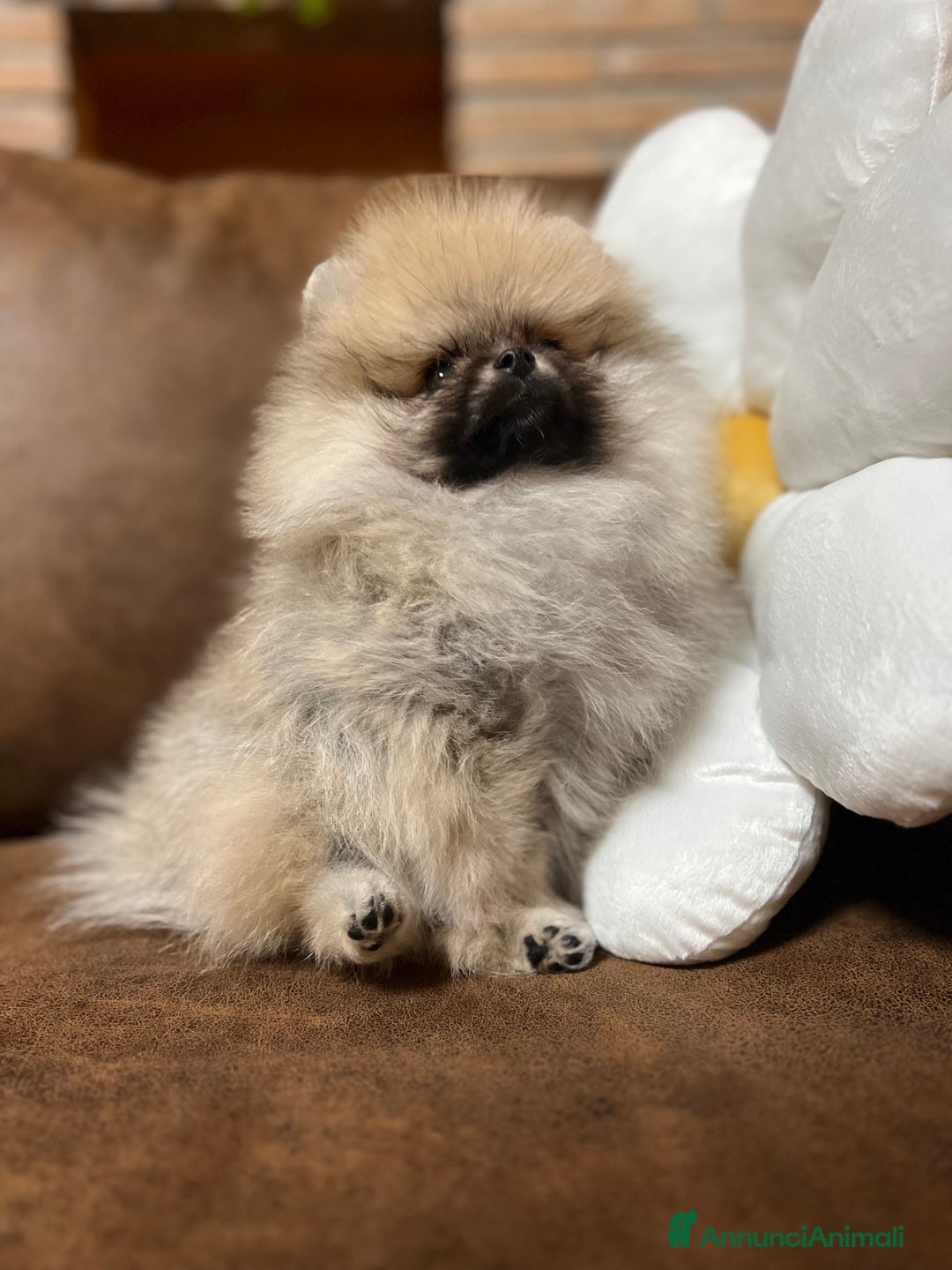 Volpino Pomerania cani in vendita: CUCCIOLA DI POMERANIA CON PEDIGREE ENCI - Annuncio 2