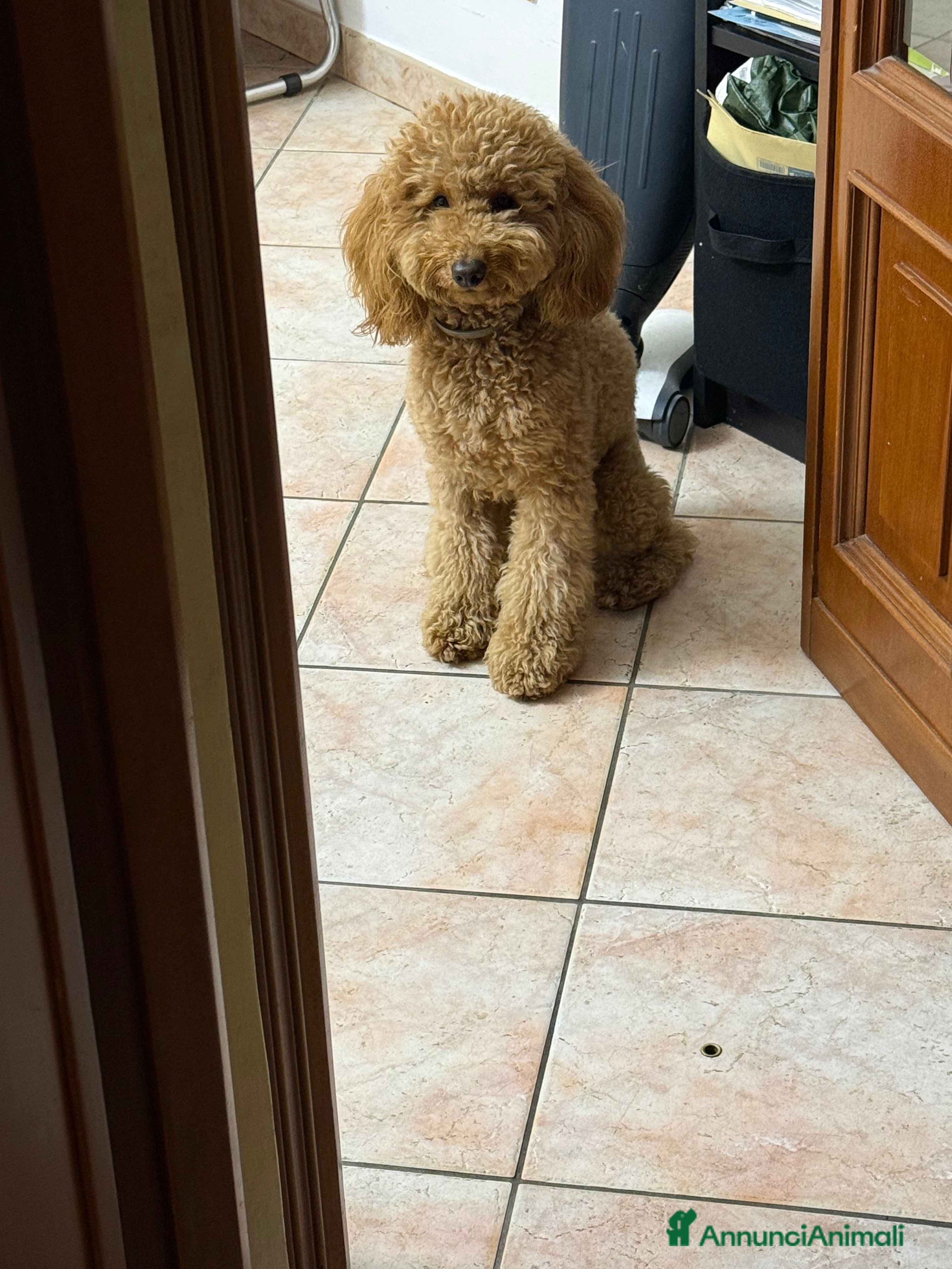 Barboncino cani Cercasi barboncina per accoppiamento - Annuncio 1