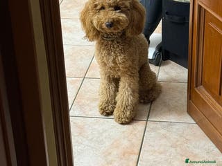 Barboncino cani Cercasi barboncina per accoppiamento - Annuncio 2