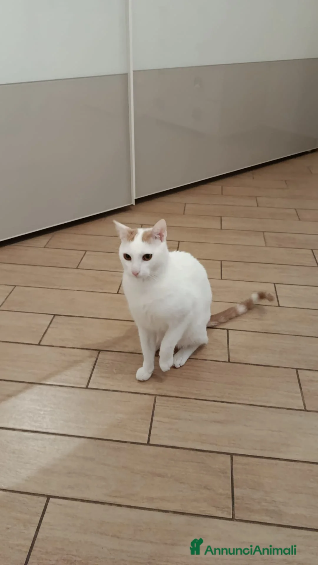 Europeo gatti in regalo: Zury dolcissimo gattino in cerca di una famiglia. - Annuncio 7