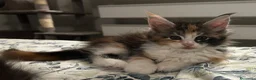 Maine Coon gatti in vendita: Maine coon con pedigree  - Annuncio 14