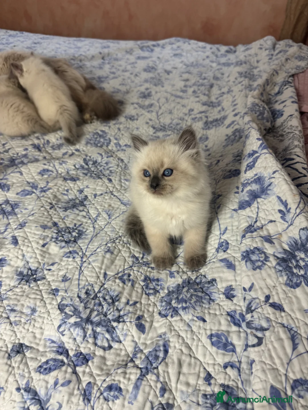 Siberiano gatti in vendita: Splendidi cuccioli siberiani NEVA pedigree ENFI - Annuncio 5