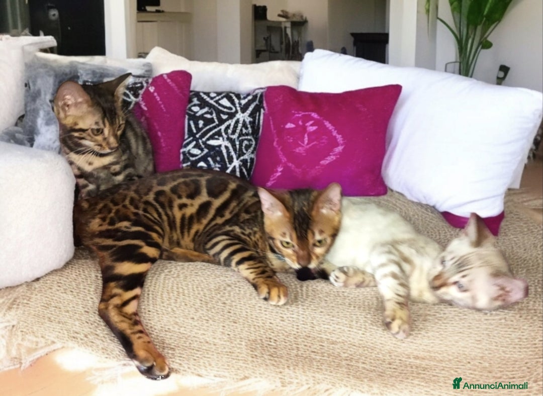 Bengala gatti in vendita: Cuccioli gatto Bengala  - Annuncio 2