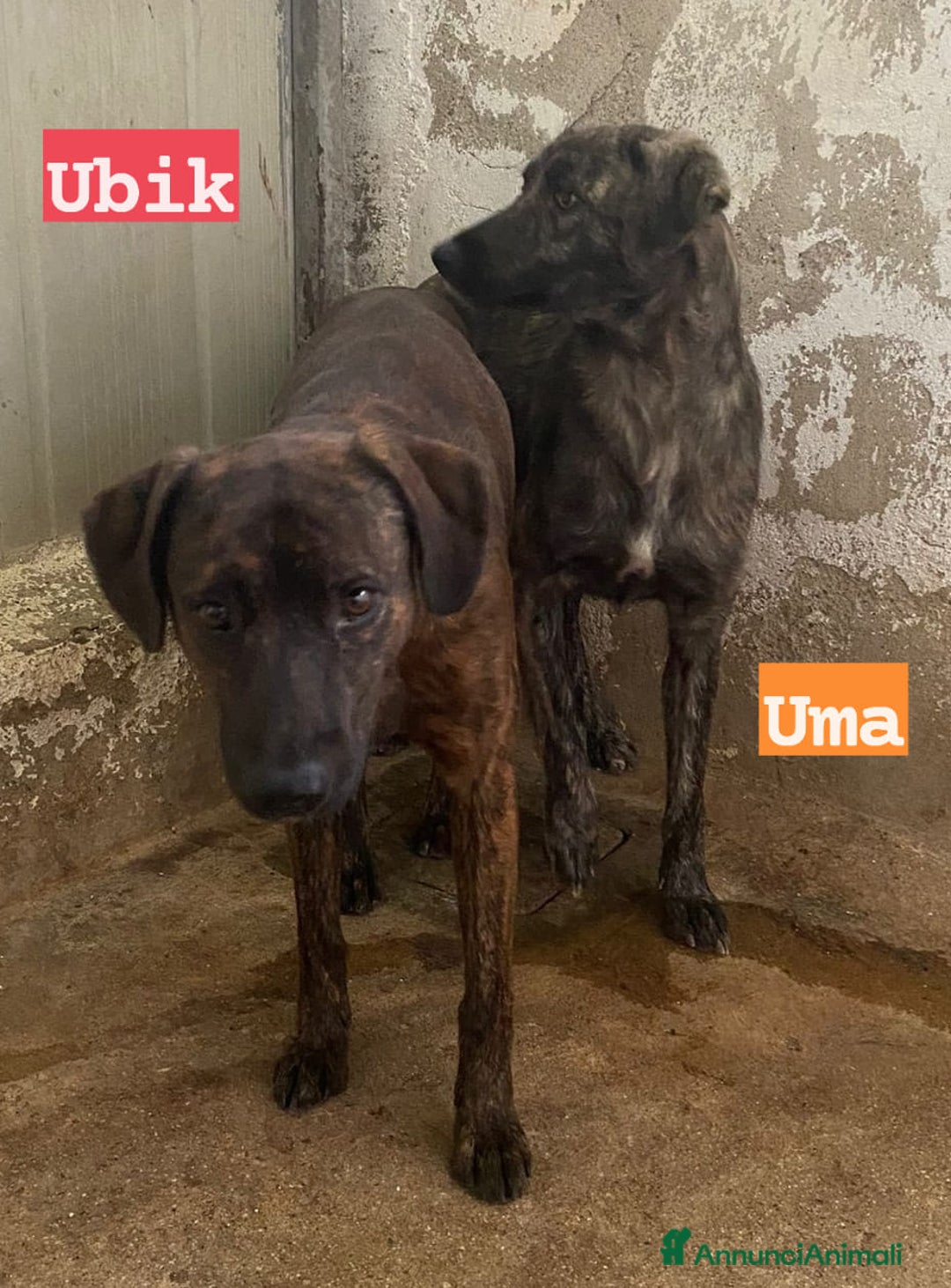 Meticcio cani in regalo: UMA e UBIK mamma e figlio bei tigratini - Annuncio 4