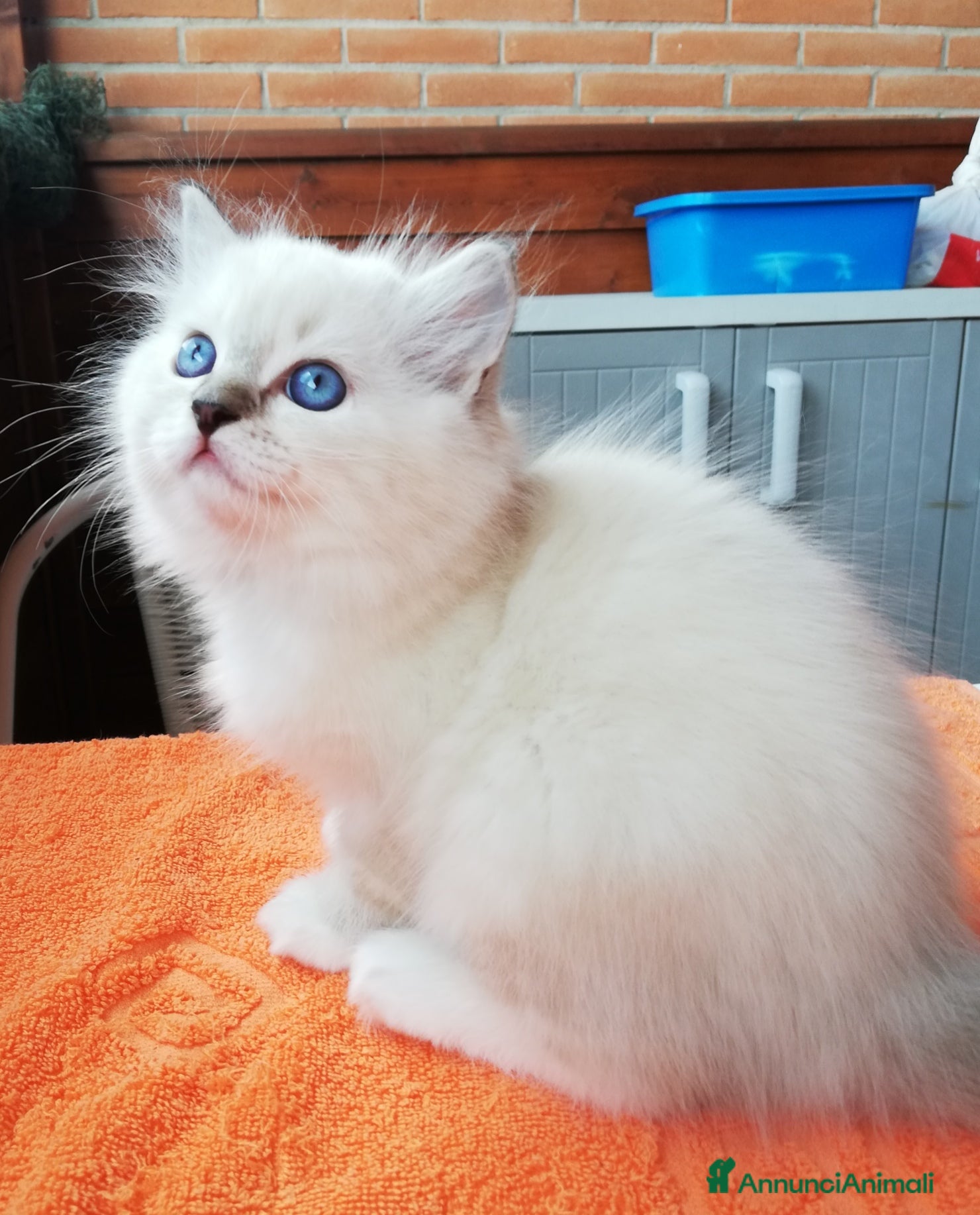 Ragdoll gatti Cuccioli Ragdoll a Provincia di Bergamo - Annuncio 14
