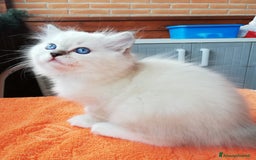 Ragdoll gatti in vendita: Cuccioli Ragdoll a Provincia di Bergamo - Immagine 1