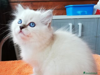Ragdoll gatti Cuccioli Ragdoll a Provincia di Bergamo - Annuncio 19