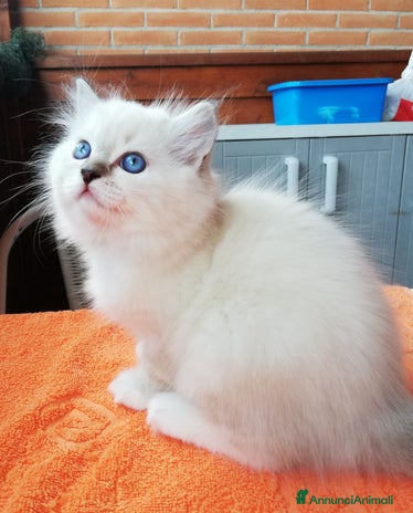 Ragdoll gatti a Provincia di Bergamo - Annuncio 10
