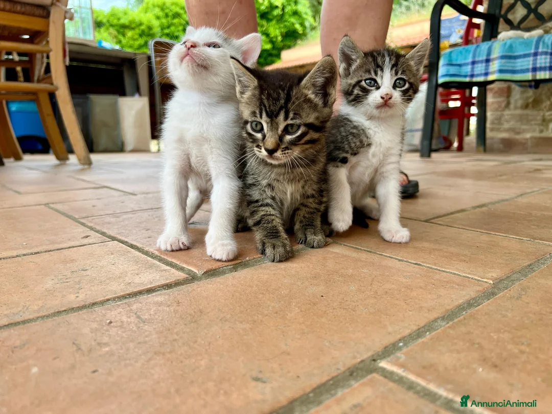 Europeo gatti in regalo: Gattini carinissimi gratis - Annuncio 1