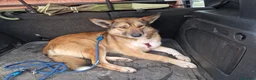 Meticcio cani in regalo: Anais, la nostra splendida lupetta - Annuncio 3