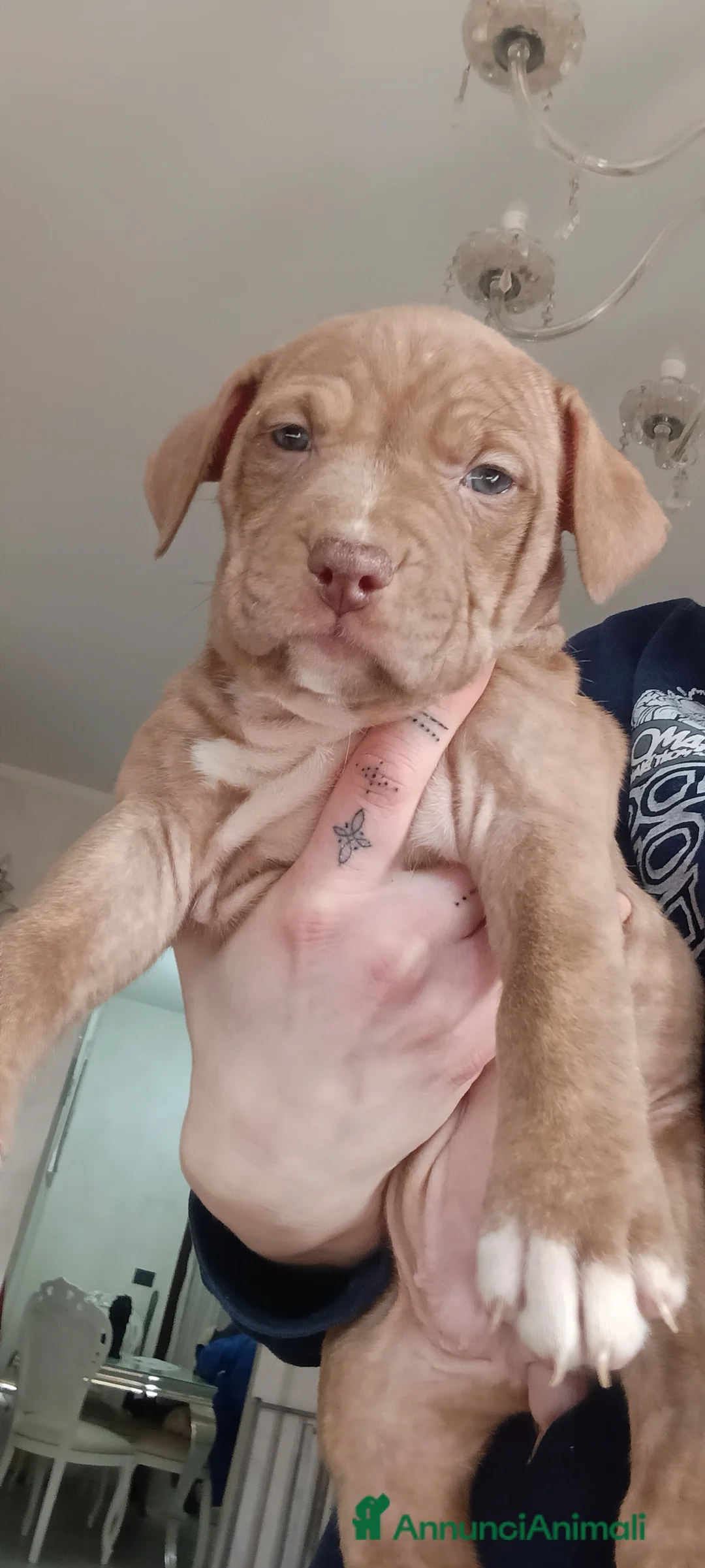 Pitbull cani in vendita: Cuccioli di american Pitbull terrier  - Annuncio 6