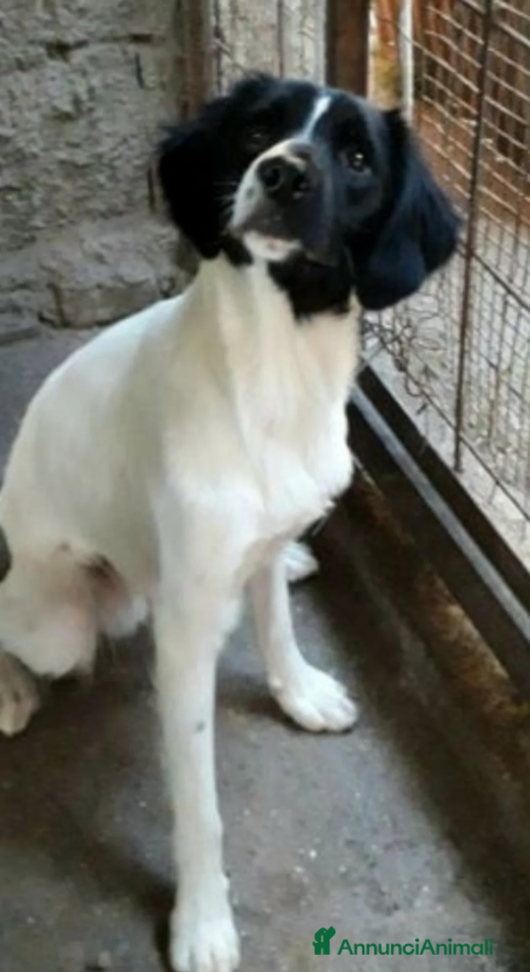 Meticcio cani in regalo: 2mix Breton 20mesi finiti in 1pessimo canile.CALAB a Città metropolitana di Milano - Annuncio 7