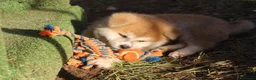 Akita Inu cani in vendita: Cuccioli di Akita da allevamento ENCI - Lombardia - Annuncio 7