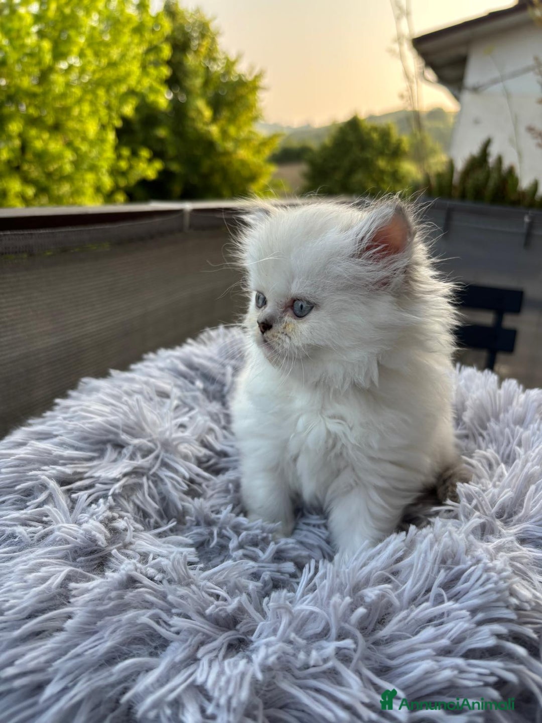 Persiano gatti in vendita: Gattini persiani Chinchilla e Himalayani  a Provincia di Ravenna - Immagine 15