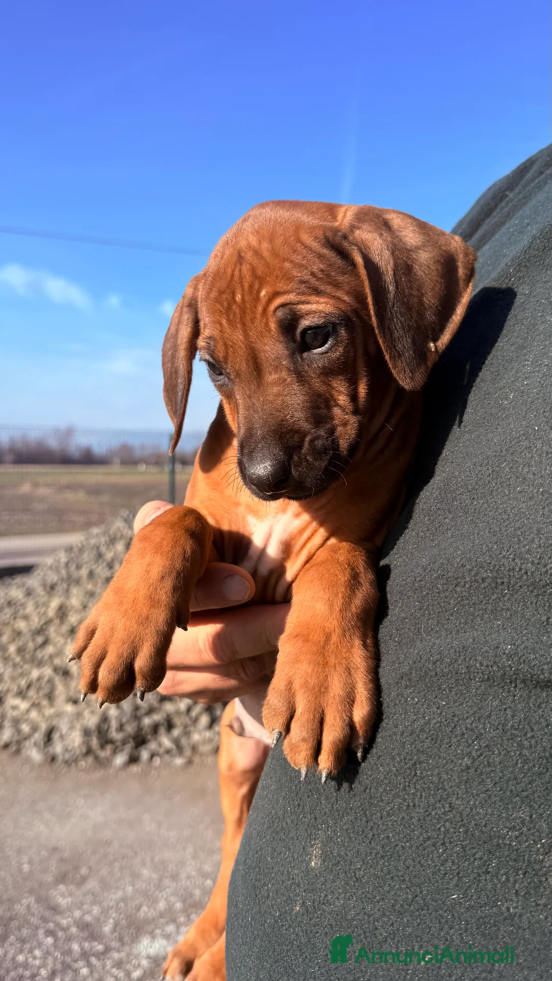 Rhodesian Ridgeback cani in vendita: Splendidi cuccioli di Rhodesian Ridgeback  - Annuncio 4