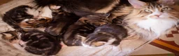 Maine Coon gatti in vendita: Gattino perfetto dall'alevamento Mainemarie - Annuncio 2