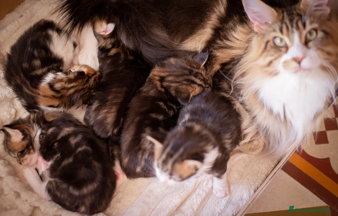 Maine Coon gatti in vendita: Gattino perfetto dall'alevamento Mainemarie - Annuncio 2
