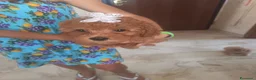 Barboncino Toy cani in vendita: Barboncina a Provincia di Latina - Annuncio 6