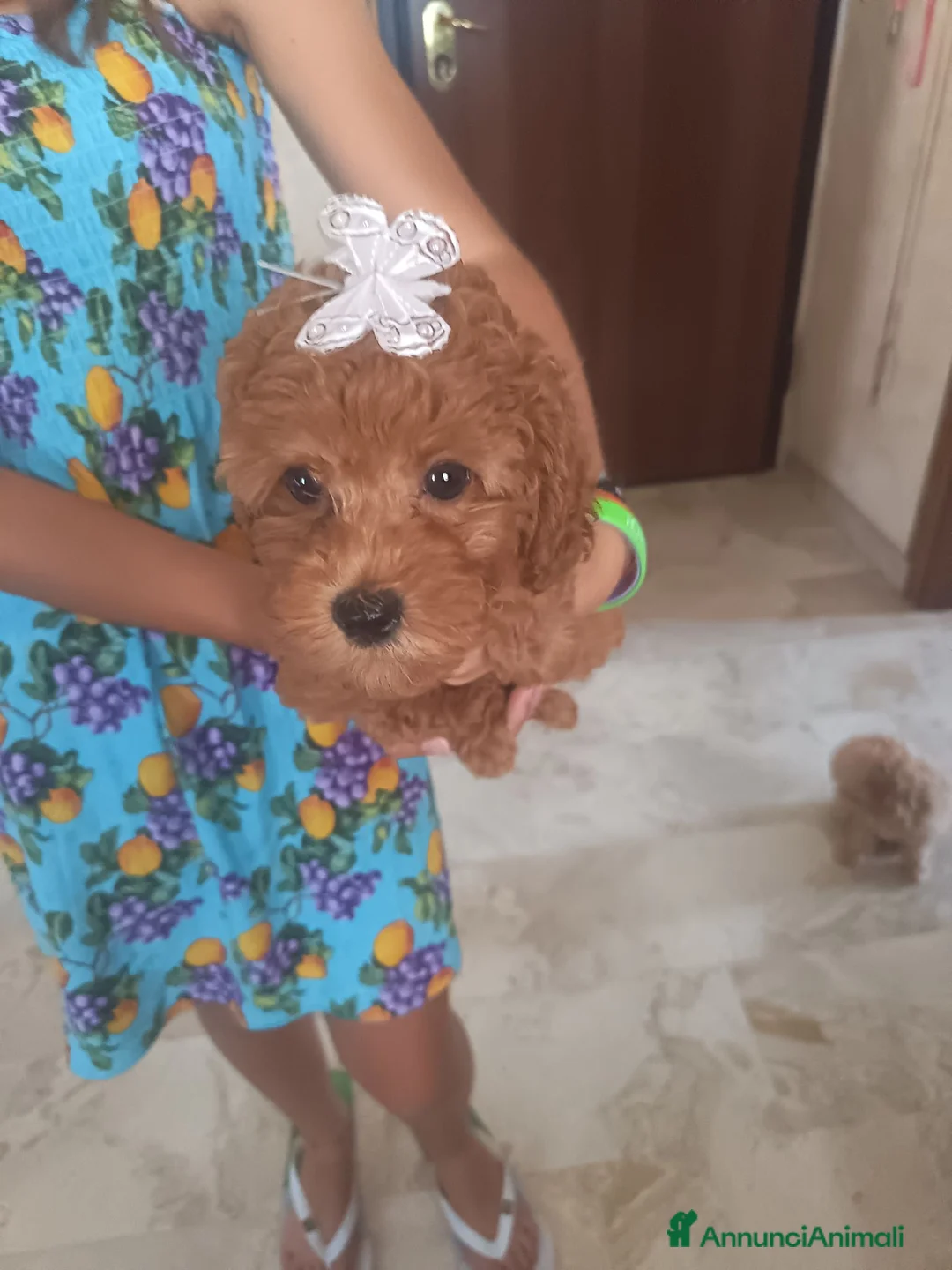 Barboncino Toy cani in vendita: Barboncina a Provincia di Latina - Annuncio 6