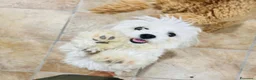 Maltese cani in vendita: Cuccioli di Maltese a Provincia di Frosinone - Annuncio 1