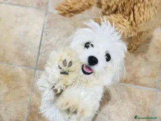 Maltese cani Cuccioli di Maltese - Annuncio 1