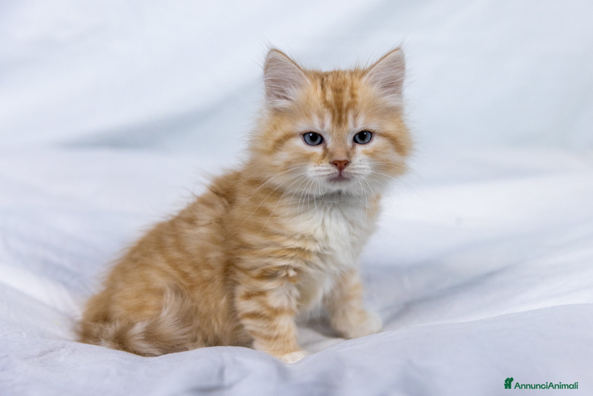 Siberiano gatti Cuccioli gatto siberiano subito disponibili - Annuncio 5