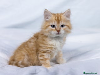 Siberiano gatti Cuccioli gatto siberiano subito disponibili - Annuncio 6