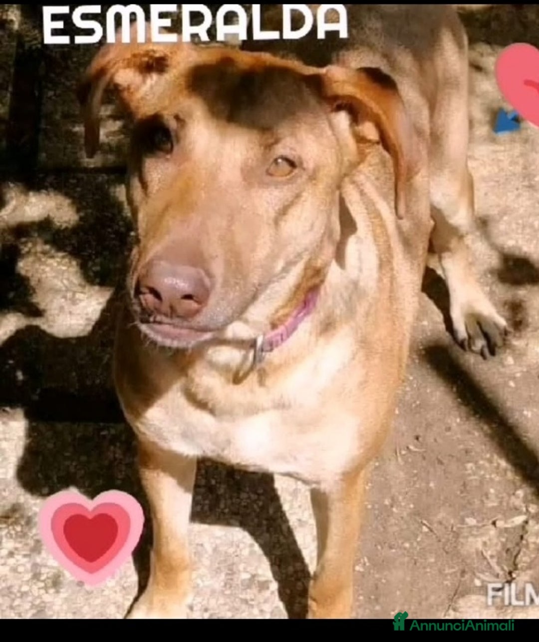 Meticcio cani in regalo: Mix Pastore Malinois/Pitbull R.Nose 5/6 anni.ROMA a Città Metropolitana di Milano - Annuncio 2