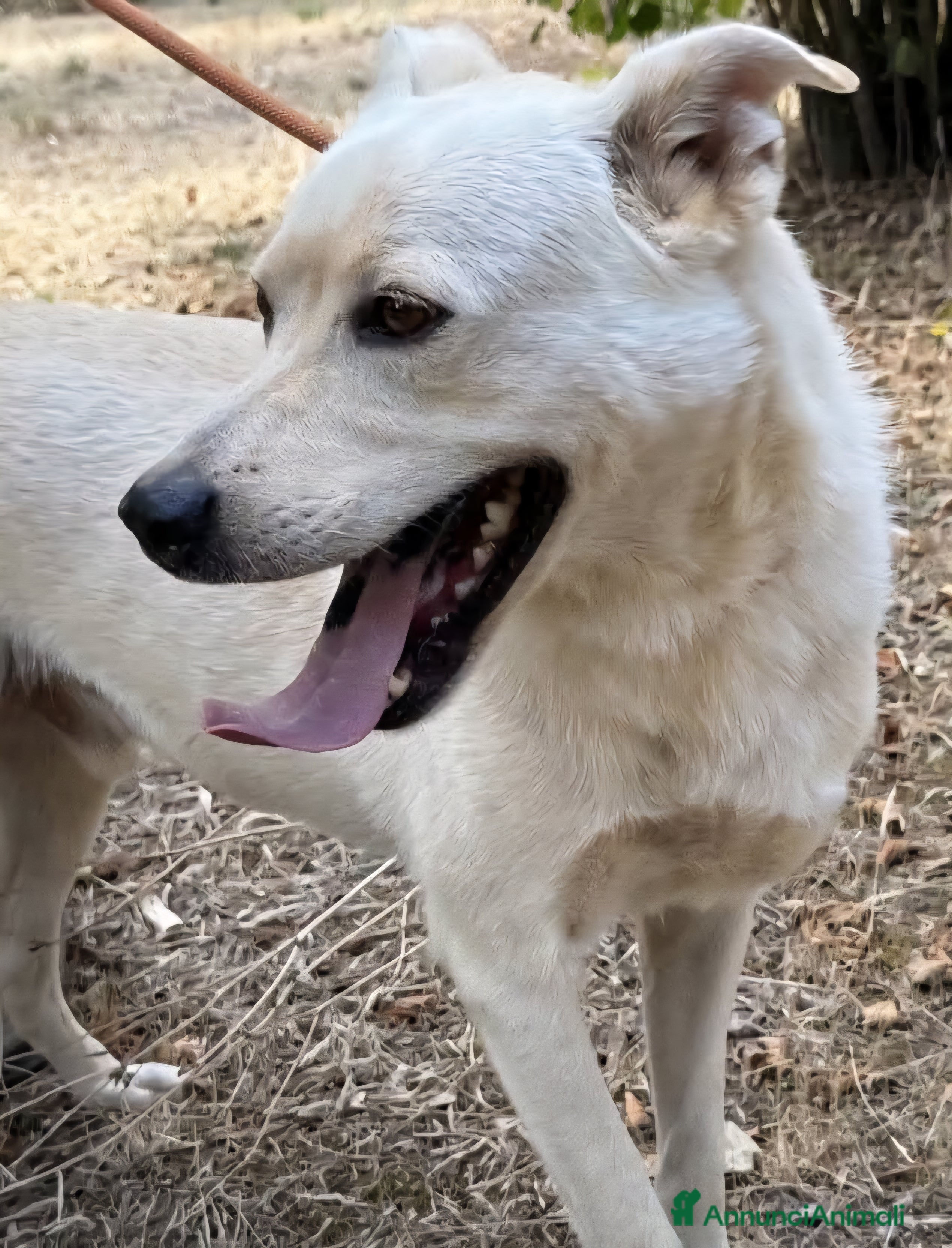 Labrador cani Aron cerca casa - Annuncio 2