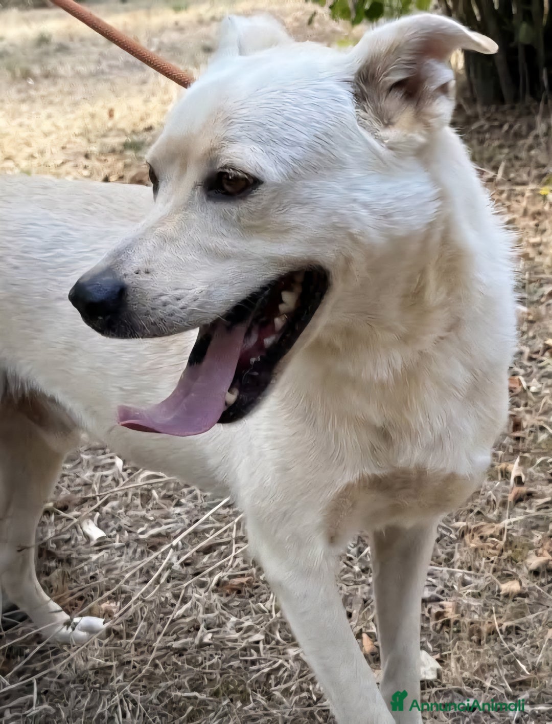 Labrador cani in regalo: Aron cerca casa - Annuncio 2