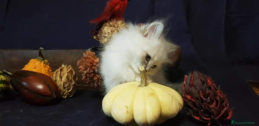 Immagine della galleria {{count}}