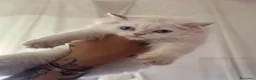 British gatti in vendita: Stupendi cuccioli di British  a Provincia di Perugia - Annuncio 4