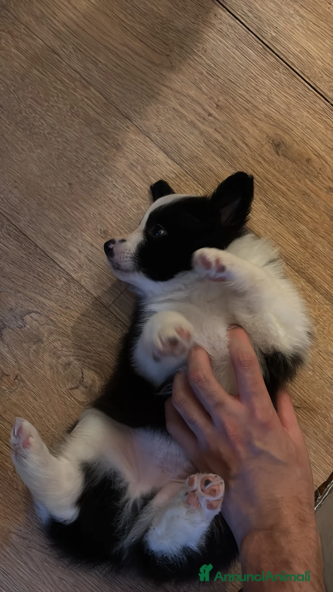 Border Collie cani in vendita: Cuccioli maschi di Border Collie con pedigree ENCI - Annuncio 15