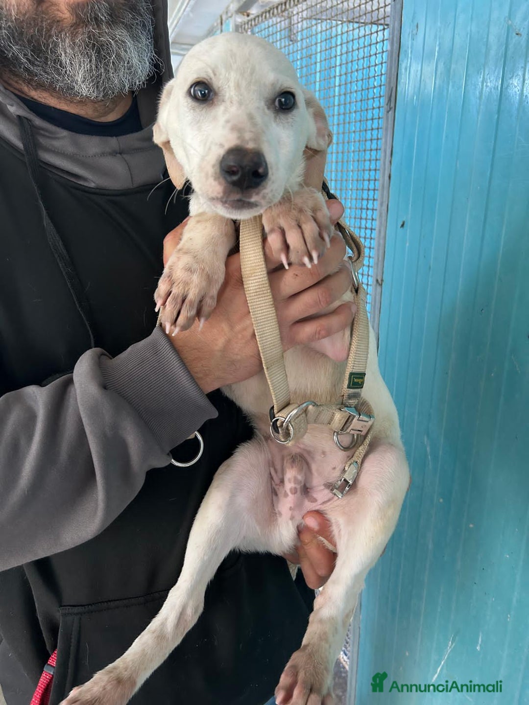 Altre razze cani in regalo: TOTÒ, NANNI, SANDRO, GAS E ROBIN, - Annuncio 6