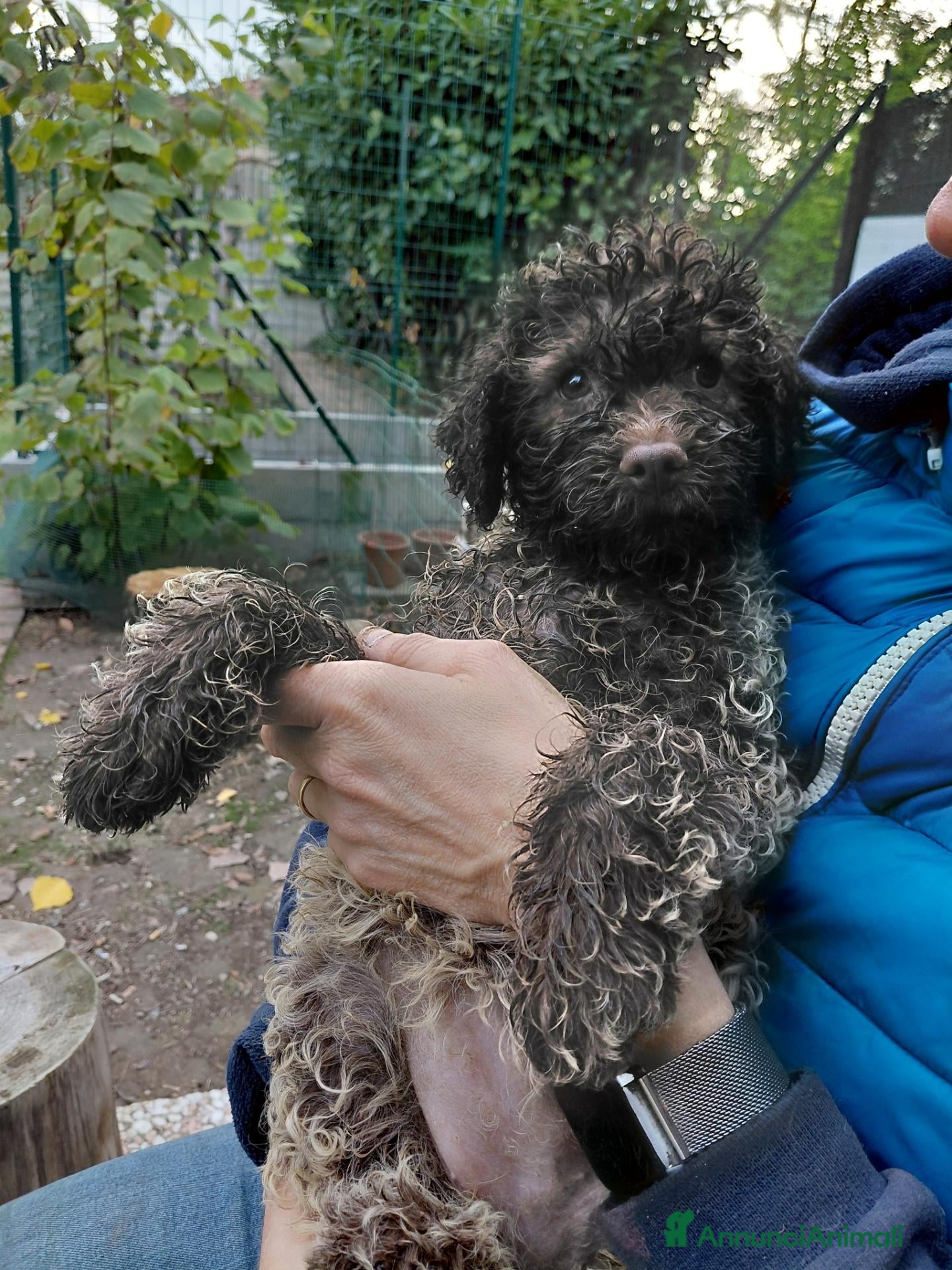 Lagotto cani Cuccioli lagotto romagnolo da tartufi  - Annuncio 3