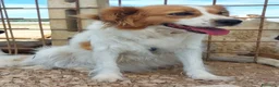 Meticcio cani in regalo: Gemma 3 anni e mezzo cerca casa tg medio piccola - Annuncio 5