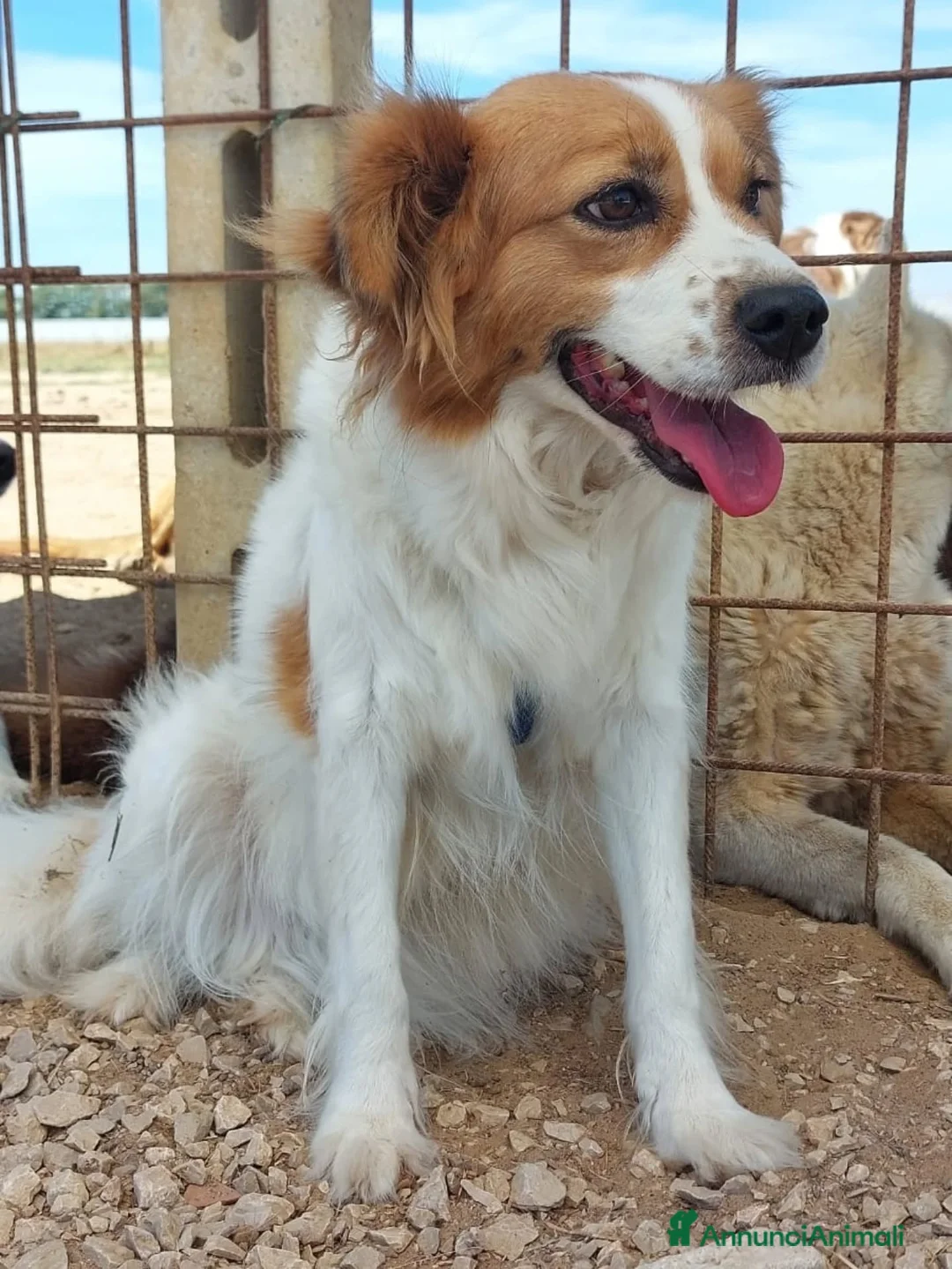 Meticcio cani in regalo: Gemma 3 anni e mezzo cerca casa tg medio piccola - Annuncio 5