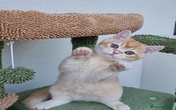 Scottish gatti in vendita: Scottish Straight con Pedigree  - Immagine 9