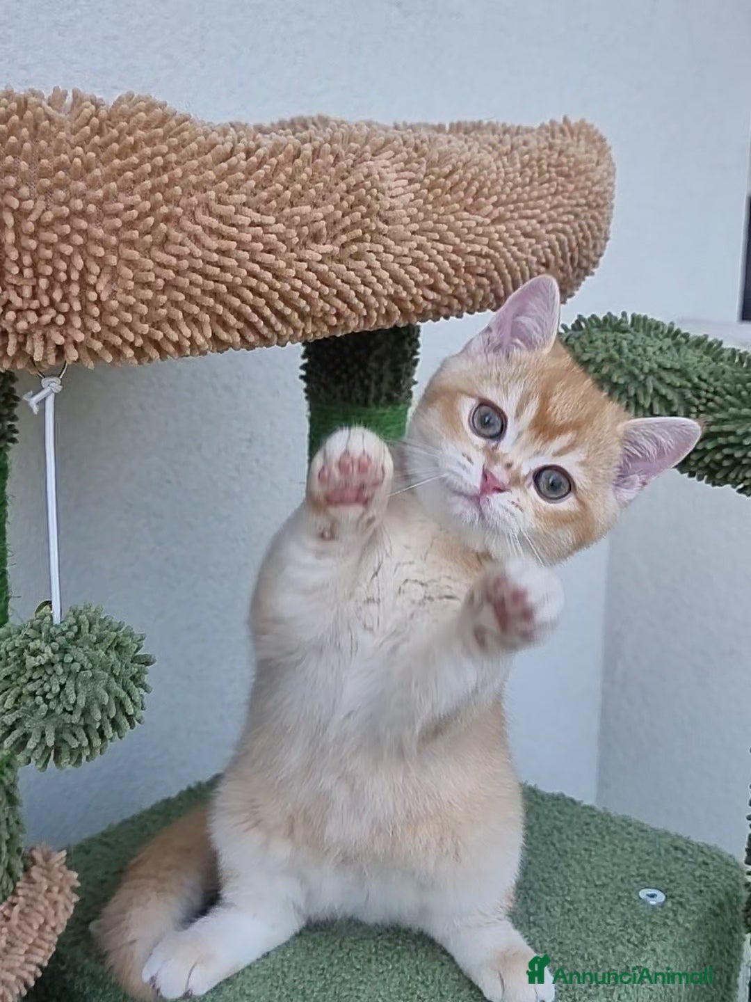 Scottish gatti in vendita: Scottish Straight con Pedigree  - Immagine 9