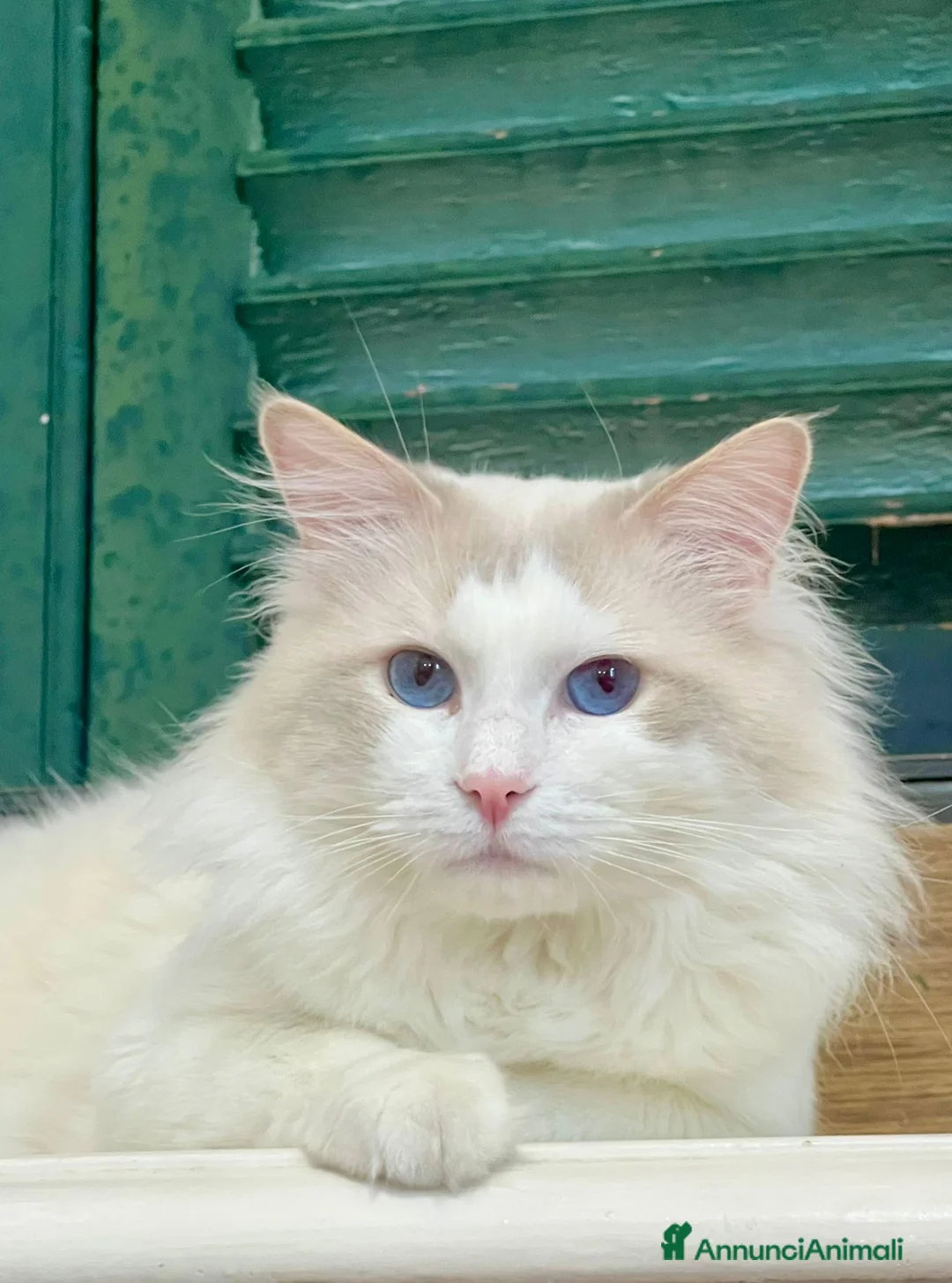 Ragdoll gatti in vendita: cucciola di ragdoll disponibile subito  - Annuncio 8