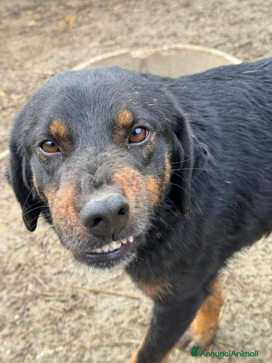 Meticcio cani in regalo: BUFFY, cagnolona buffissima in rifugio! - Annuncio 4