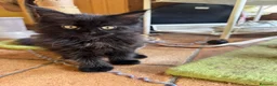 Maine Coon gatti in vendita: MAINE COON BLACK SOLID pedigree aperto, in 3 rate  - Annuncio 3